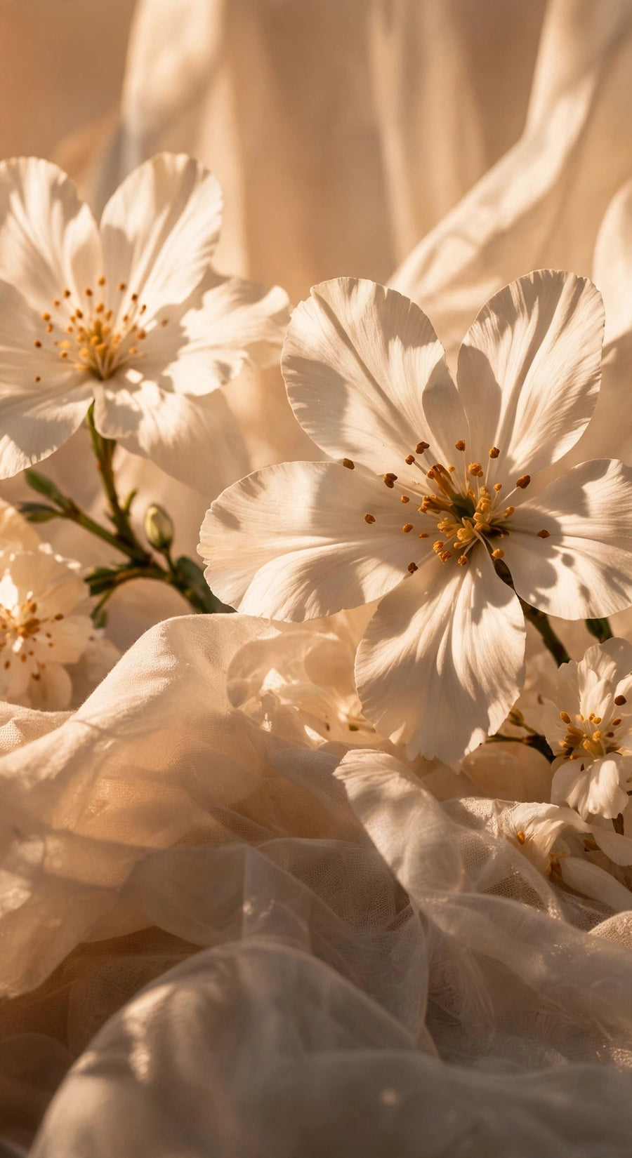 Blossom & Delicate