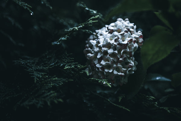 Mysterious & Intriguing