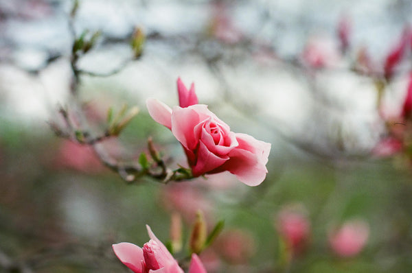 Elegant & Sophisticated