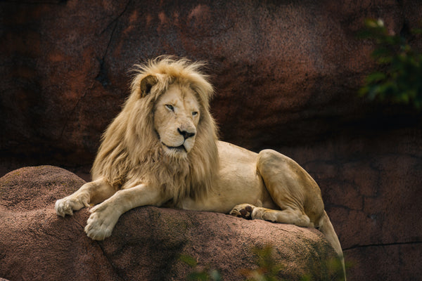 Bold & Powerful